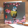 Bird Lovers Greeting Cards Blue Tit on Blossom Card