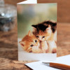 Kittens Note Card Playful Kittens Card Blank Inside