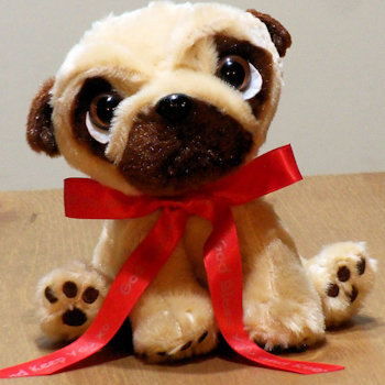 personalised pug teddy